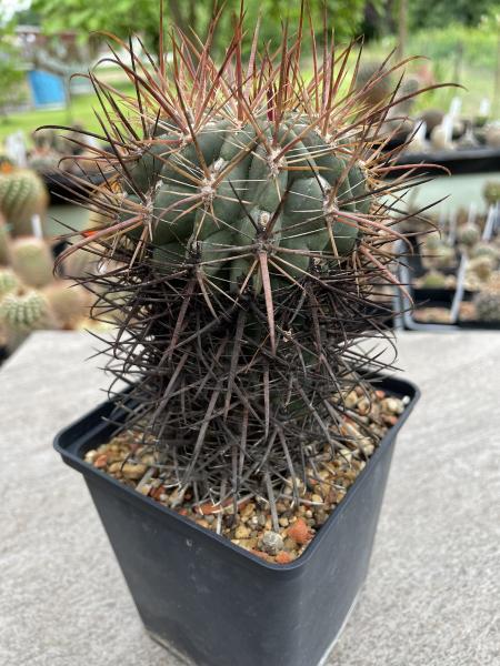 Ferocactus fordii
